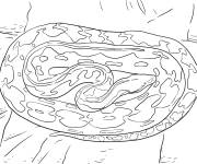 Coloriage Serpent Python r&eacute;ticul&eacute;