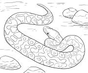 Coloriage Serpent Python royal