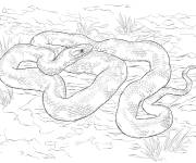 Coloriage Serpent ratier