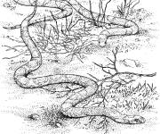 Coloriage Serpent roi de Californie
