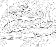 Coloriage Serpent rus&eacute;