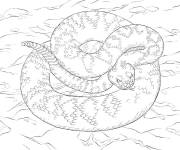 Coloriage Serpent se cache