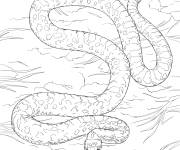 Coloriage Serpent-taupe