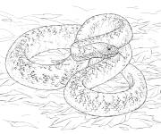 Coloriage Serpent-taureau d&eacute;taill&eacute;