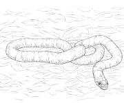 Coloriage Serpents-rois d&eacute;taill&eacute;