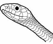 Coloriage T&ecirc;te du serpent