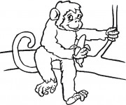 Coloriage B&eacute;b&eacute; Singe