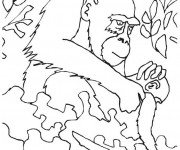Coloriage Gorille et son petit