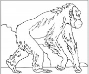 Coloriage Gorille se ballade