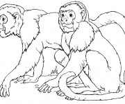 Coloriage Les singes