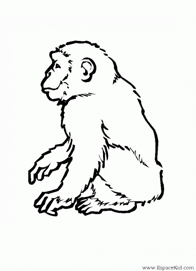 singe dessin noir et blanc