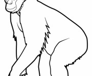 Coloriage Singe dessin réel