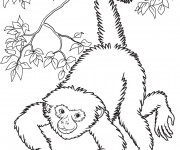 Coloriage et dessins gratuit Singe réaliste à imprimer