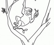 Coloriage Singe s'amusant sur l'arbre