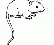 Coloriage et dessins gratuit Souris couleur à imprimer