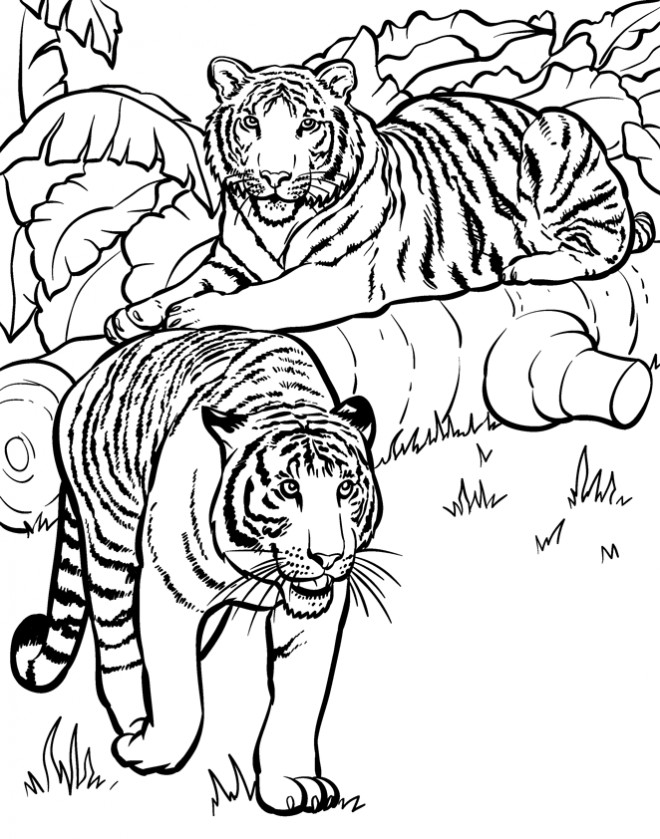 Coloriage Deux Tigres dans la nature dessin gratuit à imprimer