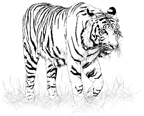 Coloriage Image De Tigre En Noir Dessin Gratuit à Imprimer