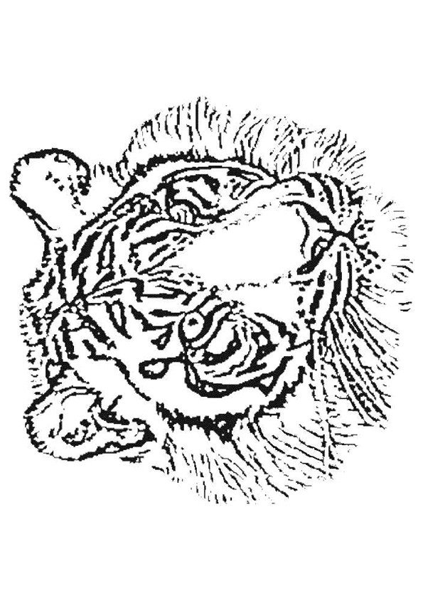 Coloriage et dessins gratuits Tête de Tigre au crayon à imprimer