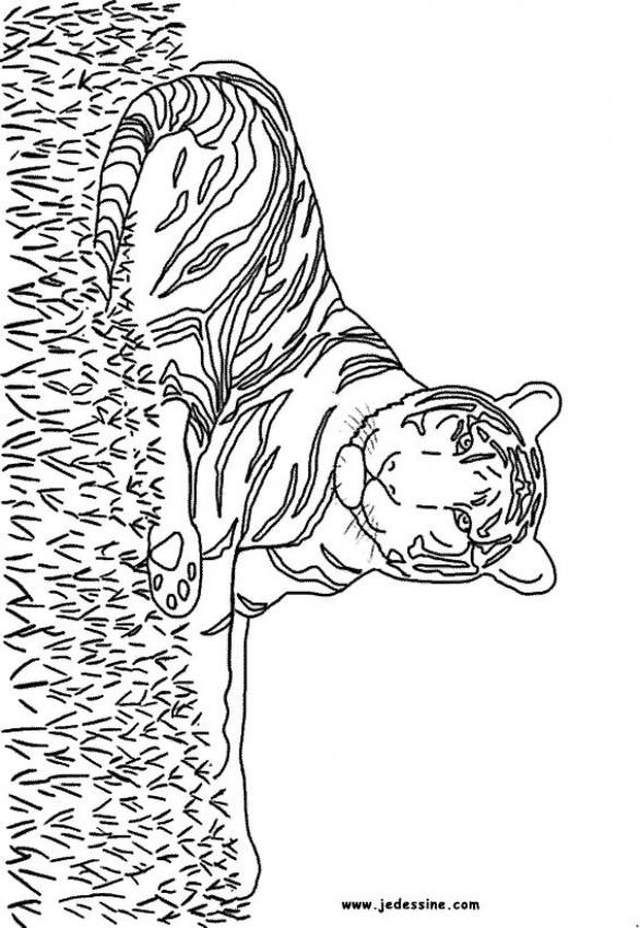 Coloriage et dessins gratuits Tigre avec rayure à imprimer