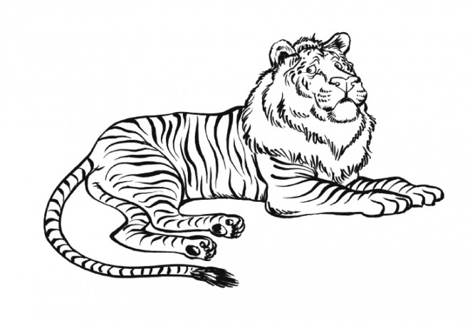 Dessin De Tigre à Imprimer