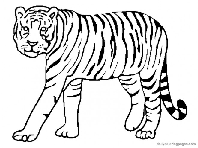 Coloriage Tigre gratuit à imprimer