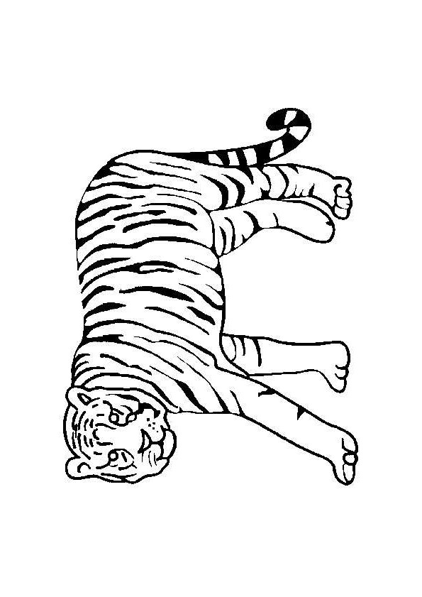 Coloriage et dessins gratuits Tigre se balade à imprimer