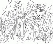 Coloriage Tigre se cache