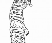 Coloriage Tigre se prépare pour chasser