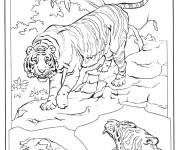 Coloriage Tigres se pr&eacute;parent pour la bataille