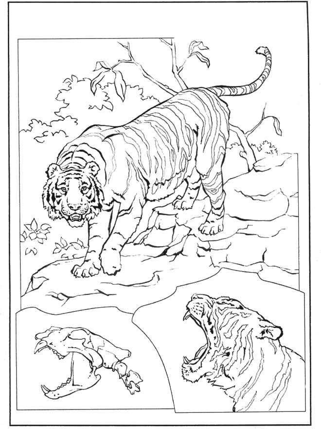 Coloriage et dessins gratuits Tigres se préparent pour la bataille à imprimer