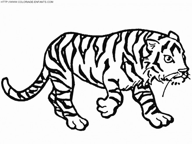 Coloriage Un Tigre Qui Marche Dessin Gratuit à Imprimer