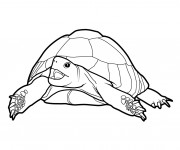 Coloriage Gigantesque Tortue de terre