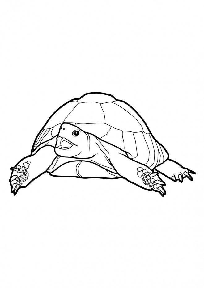 Coloriage Gigantesque Tortue de terre dessin gratuit à imprimer
