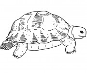 Coloriage et dessins gratuit Tortue de terre à imprimer