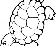 Coloriage et dessins gratuit Tortue en marchant à imprimer