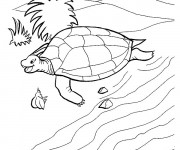 Coloriage Tortue sort de l'eau