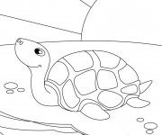 Coloriage Tortue sous le soleil