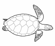 Coloriage et dessins gratuit Tortue vue dessus à imprimer