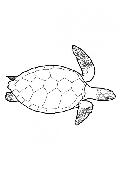 Coloriage Tortue Vue Dessus Dessin Gratuit à Imprimer