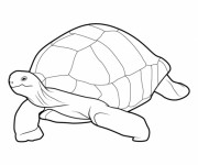 Coloriage et dessins gratuit Une Grande Tortue à imprimer