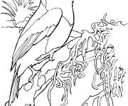 Coloriage Cabez&oacute;n toucan &agrave; colorier