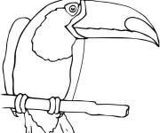 Coloriage Colorie ce Toucan perch&eacute;