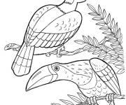 Coloriage Deux toucans sur branche d'arbre ps