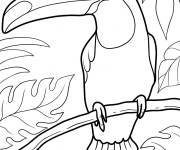 Coloriage Gros toucan de l'Amérique de sud