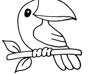 Coloriage et dessins gratuit Image b&eacute;b&eacute; toucan à imprimer