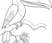 Coloriage Oiseau toucan avec un gros bec en couleurs