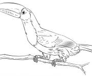 Coloriage Toucan &agrave; car&egrave;ne