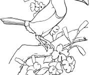 Coloriage Toucan &agrave; car&egrave;ne plumages