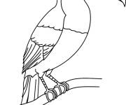 Coloriage et dessins gratuit Toucan &agrave; peindre à imprimer