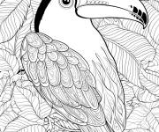 Coloriage Toucan adulte d&eacute;taill&eacute;